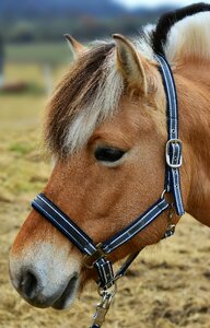 Pasture pony fjord horse