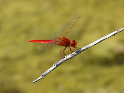 Wetland detail erythraea crocothemis