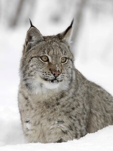 Wildlife carnivore european
