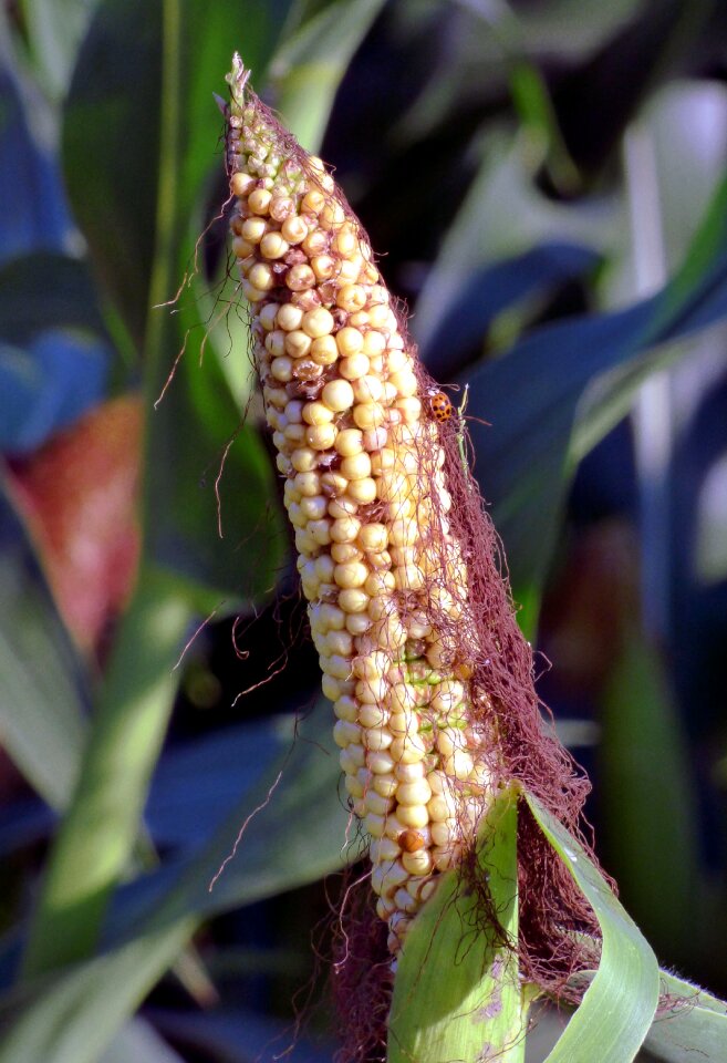 Epi agriculture cultures