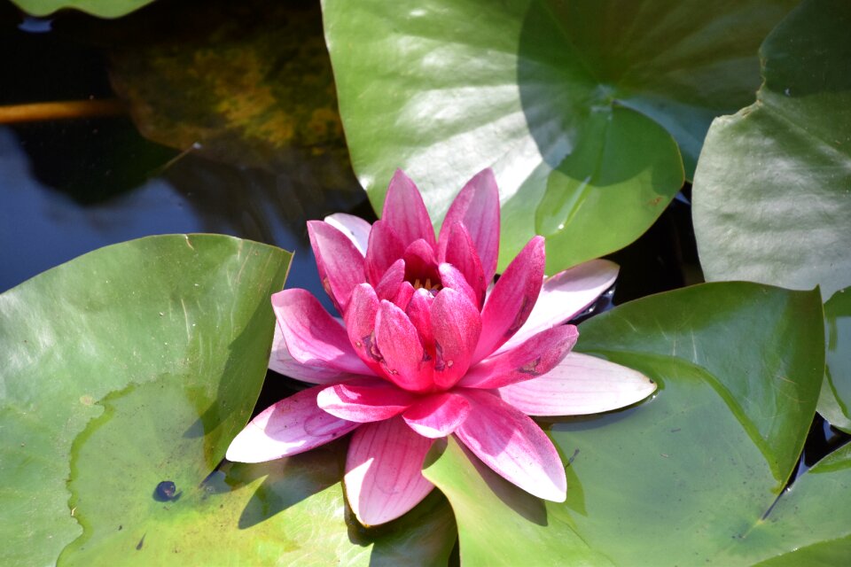 Aquatic nature plant