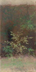 Bush Study by Frank Reaugh, pastel