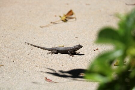 Reptile wildlife dragon
