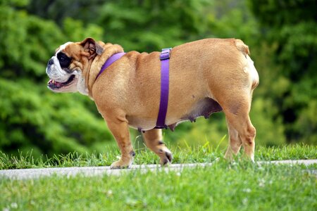 Dog pet purple photo