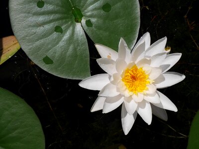 Plant lily puddle