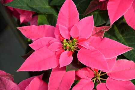 Plants flowering nature plant