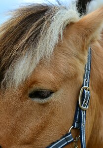 Pasture pony fjord horse