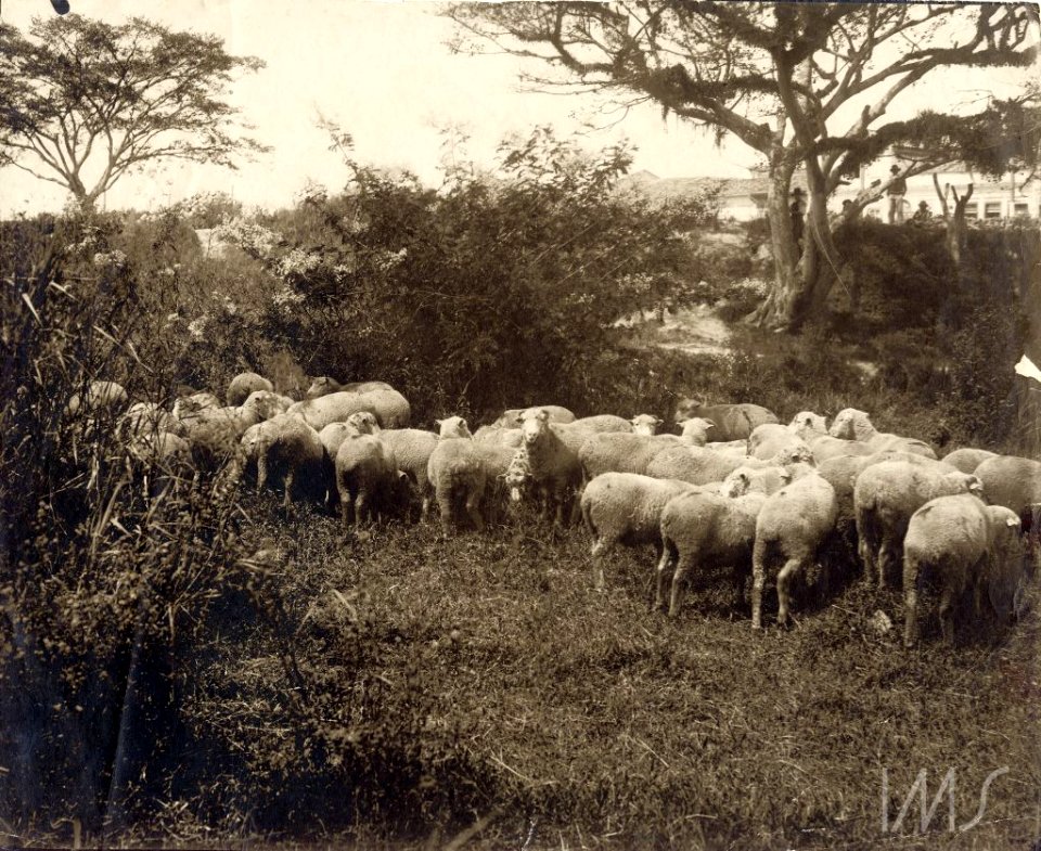 Rebanho de ovelhas - Vincenzo Pastore