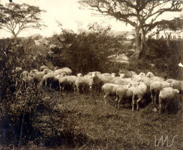 Rebanho de ovelhas - Vincenzo Pastore photo