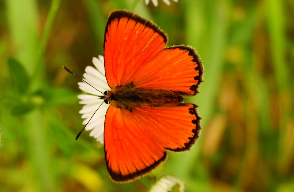 Plant butterfly day insect