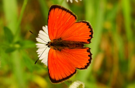 Plant butterfly day insect