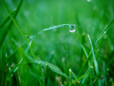 Drip dew grass photo