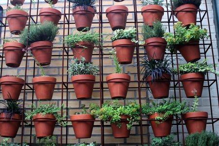 Plant pots garden