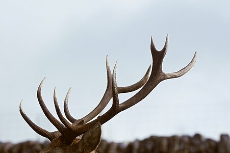 Animal wildlife nature