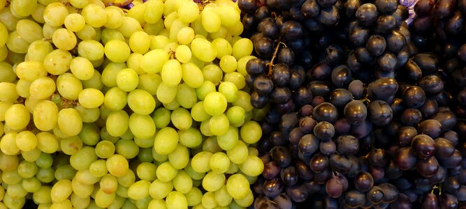 Wine fruit vine photo