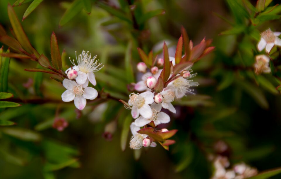 Midgen berry austromyrtus dulcis fruit
