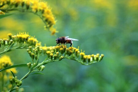 Yellow bee nature photo
