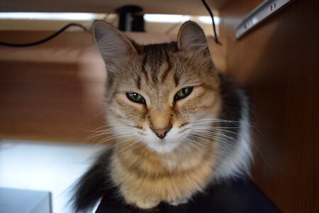 Cute pet kitty