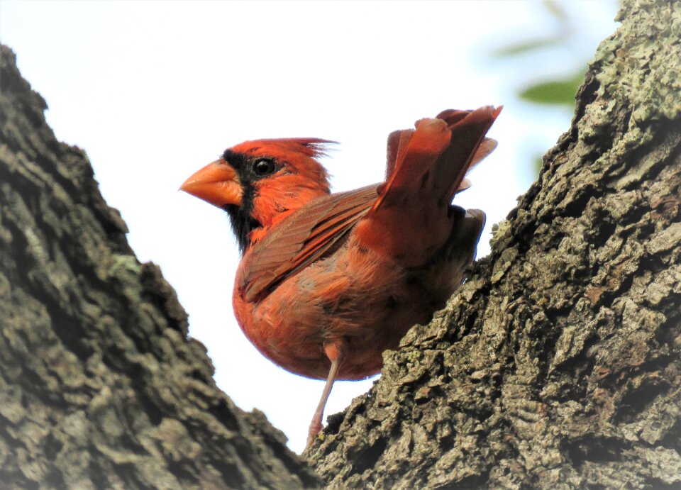 Adult male red photo