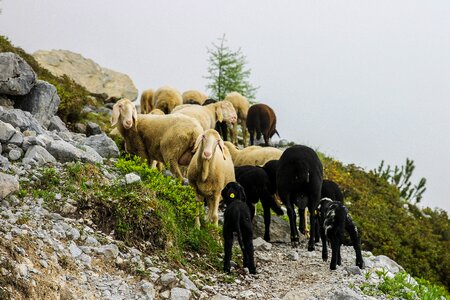 Juhnyáj pasture grazing animals