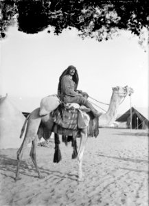 Red Cresc. (i.e., Red Crescent) on camel LOC matpc.08151
