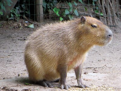 Pig water cabiai hydrochoerus hydrochaeris