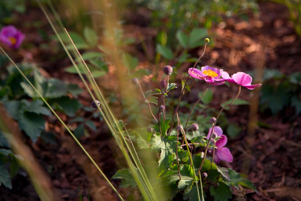 Nature plant beautiful flowers
