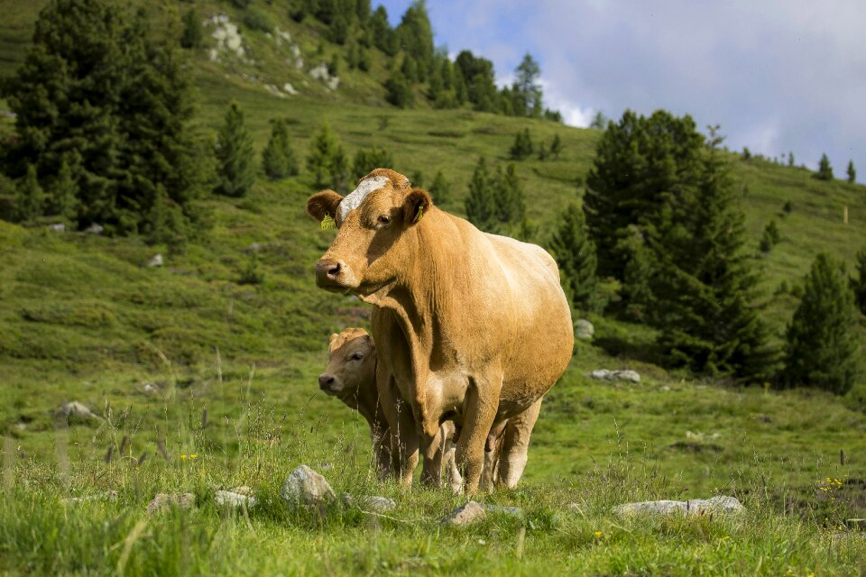 Alps alpine austria