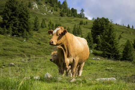 Alps alpine austria