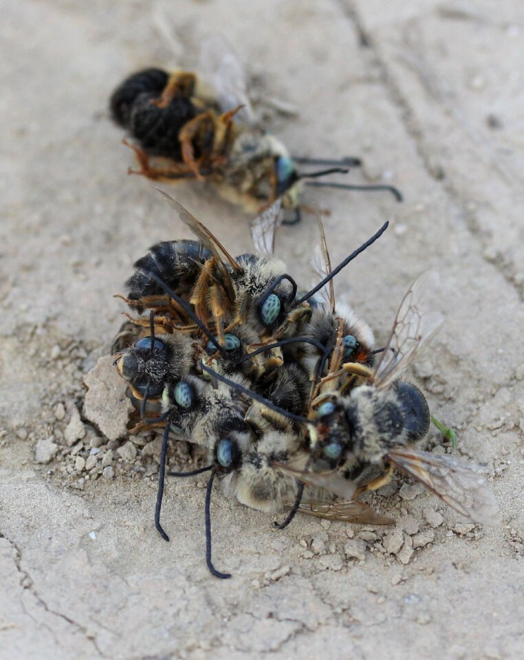 Flight to kill confrontation