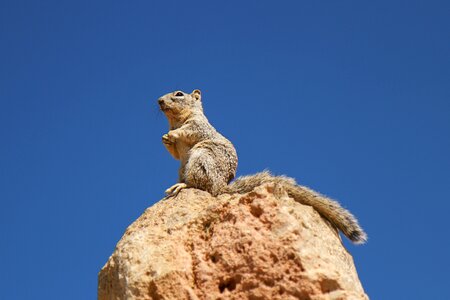 Nature nager rodent photo