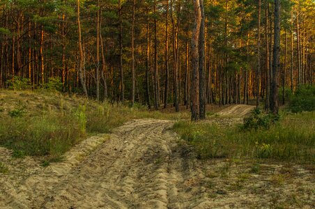 Road forest luč′ photo