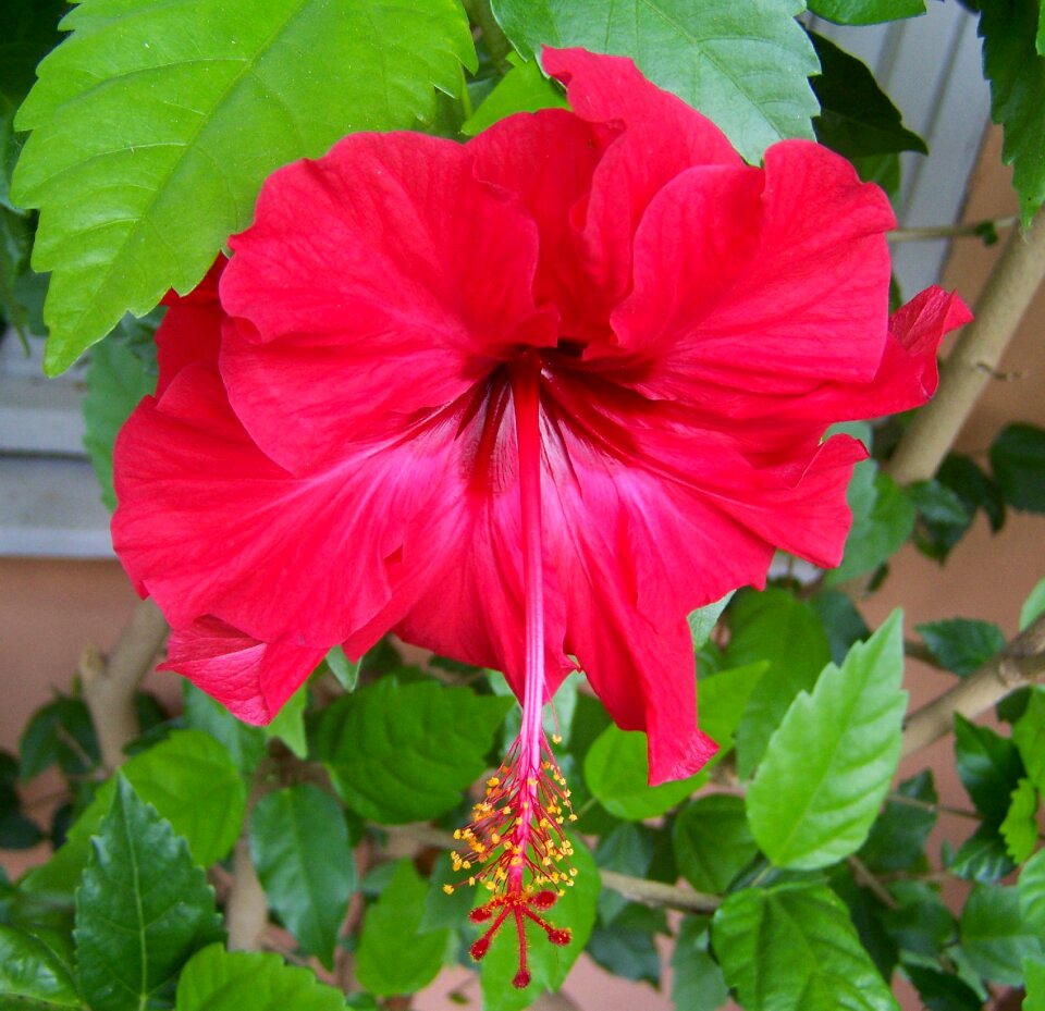 Hibiscus red flower exotic plant