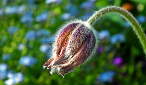 Bud a garden plant summer