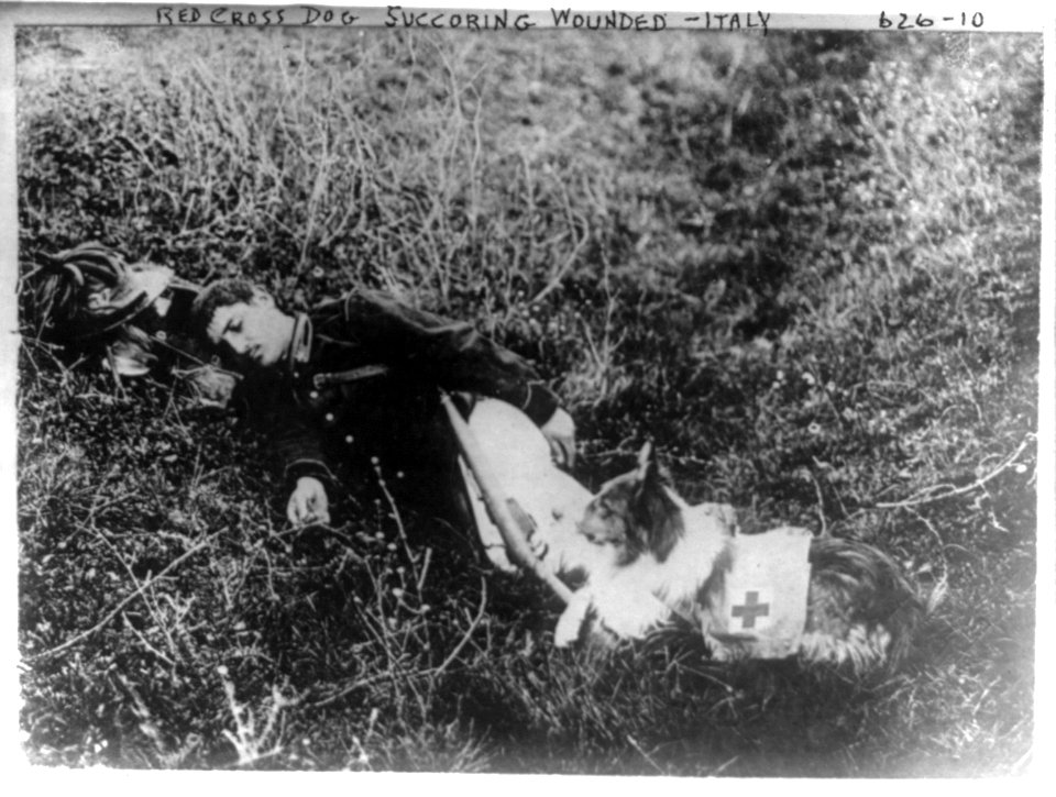 Red Cross dog helping wounded - Italy, Jan. 1909 LCCN2006690220