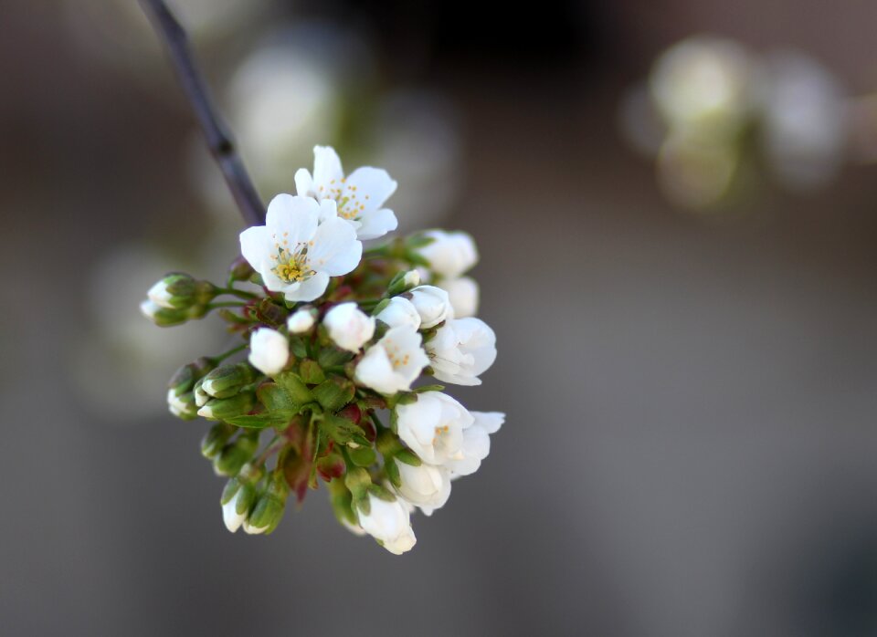 Tree white spring