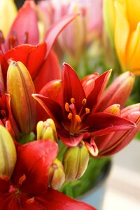 Red bouquet blossom photo