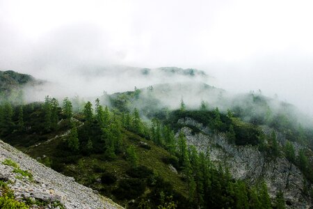 Foggy landscape landscape pines photo
