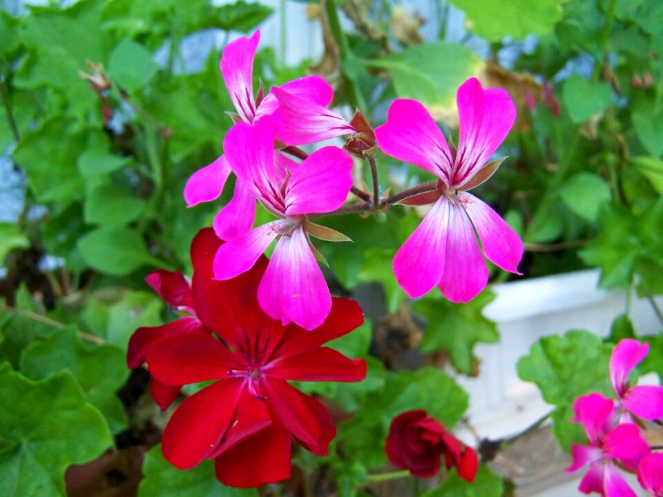 Geranium summer flower potted flower