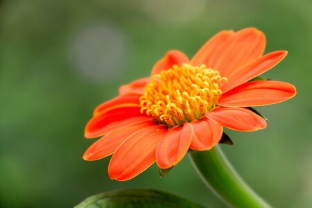 Mexican sunflower flower green sunflower photo