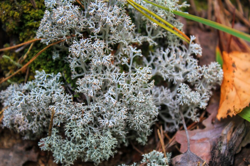 Moss lichen forest