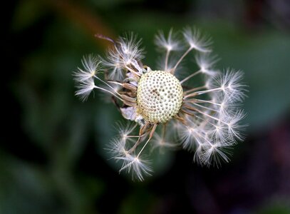 Fluffy stars garden photo