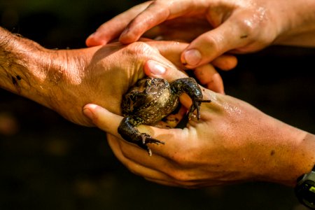 Red Legged Frogs (36634479202)