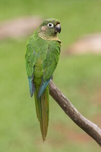 Animal wing parrot