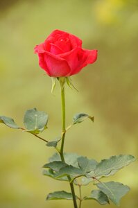 Flower throat red rose