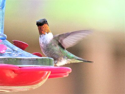 Colorful neck feathers wildlife