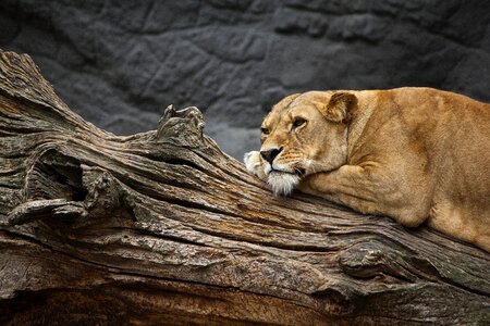 Zoo big cat lion photo