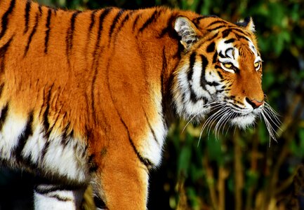 Wildcat tiger head tongue photo