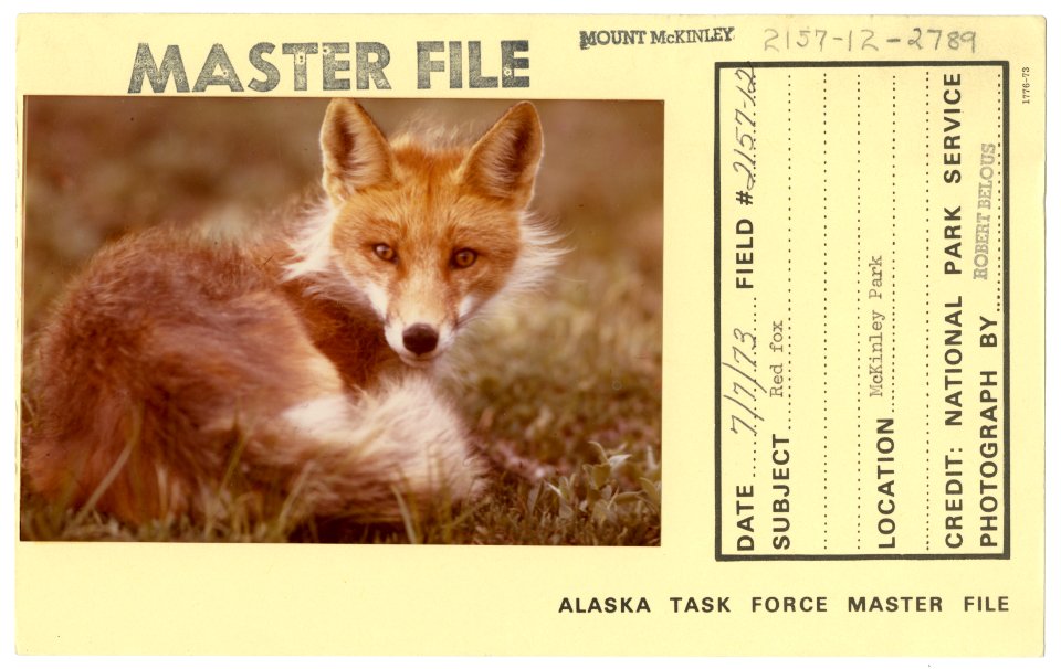 Red fox (33166777180)