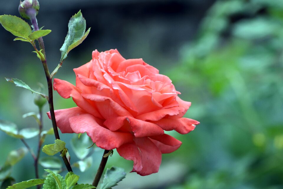 Plant garden rosa